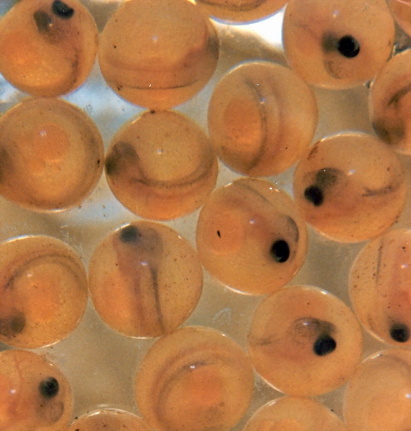 Atlantic Salmon eggs (Salmo salar) {!--대서양연어-->; DISPLAY FULL IMAGE.