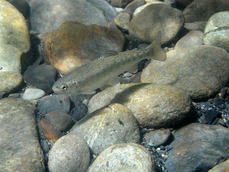 Bull Trout (Salvelinus confluentus) {!--황소곤들매기-->; DISPLAY FULL IMAGE.