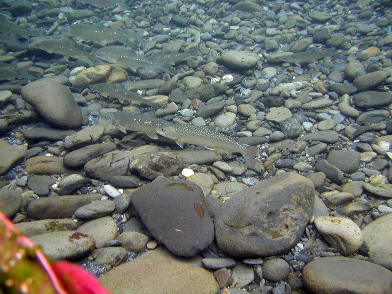 Bull Trout (Salvelinus confluentus) {!--황소곤들매기-->; DISPLAY FULL IMAGE.