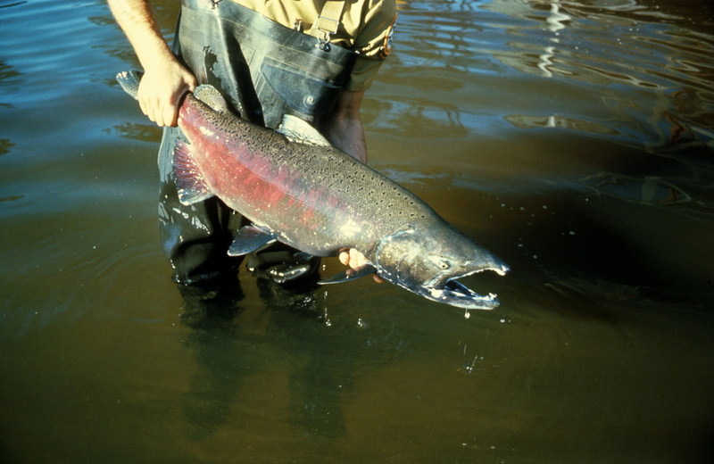 Chinook Salmon (Oncorhynchus tshawytscha) {!--왕연어-->; DISPLAY FULL IMAGE.