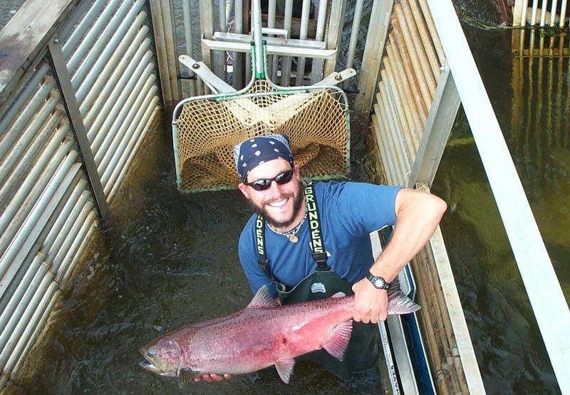 Chinook Salmon (Oncorhynchus tshawytscha) {!--왕연어-->; DISPLAY FULL IMAGE.