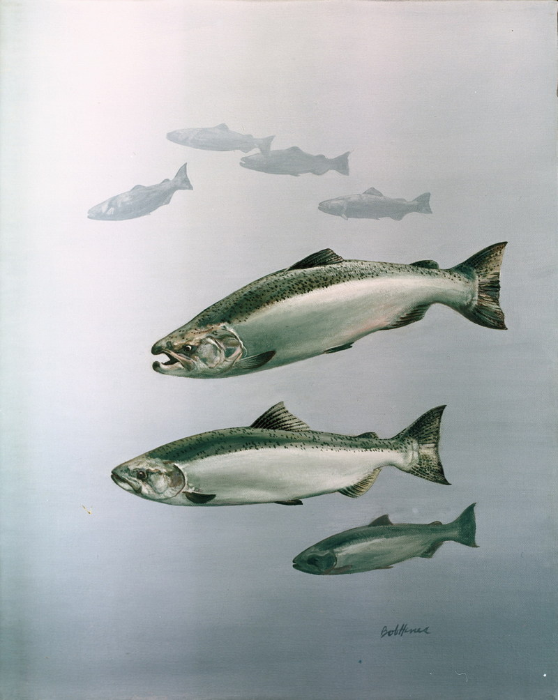 Chinook Salmon illustration (Oncorhynchus tshawytscha) {!--왕연어-->; DISPLAY FULL IMAGE.