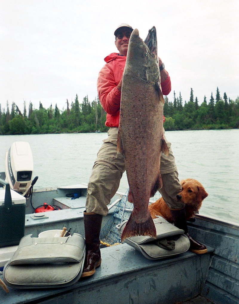 Chinook Salmon (Oncorhynchus tshawytscha) {!--왕연어-->; DISPLAY FULL IMAGE.