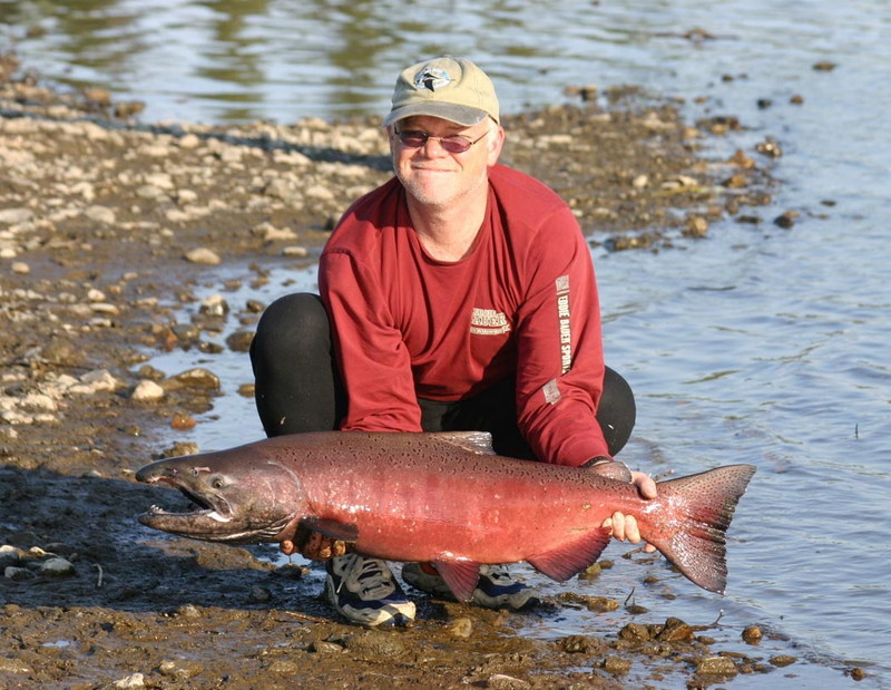 Chinook Salmon (Oncorhynchus tshawytscha) {!--왕연어-->; DISPLAY FULL IMAGE.