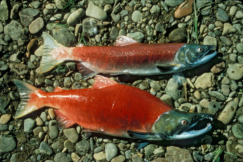 Sockeye Salmon (Oncorhynchus nerka) {!--홍연어-->; DISPLAY FULL IMAGE.