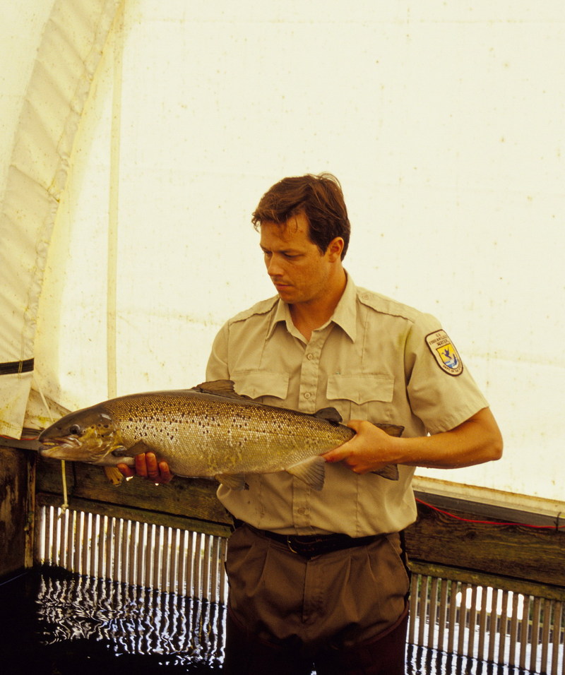 Atlantic Salmon (Salmo salar) {!--대서양연어-->; DISPLAY FULL IMAGE.