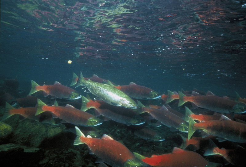Sockeye Salmon (Oncorhynchus nerka) {!--홍연어--> / Rainbow Trout {!--무지개송어-->; DISPLAY FULL IMAGE.