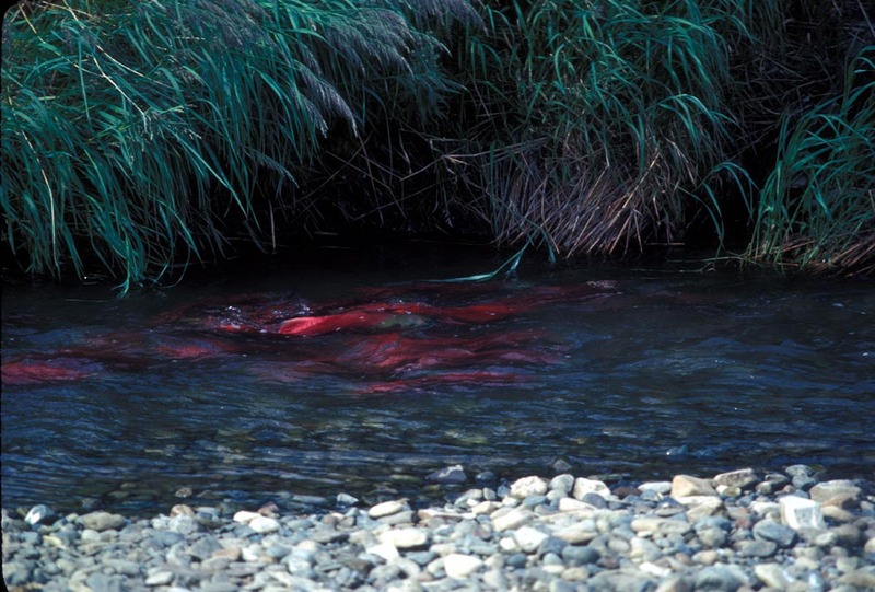 Sockeye Salmon (Oncorhynchus nerka) {!--홍연어-->; DISPLAY FULL IMAGE.