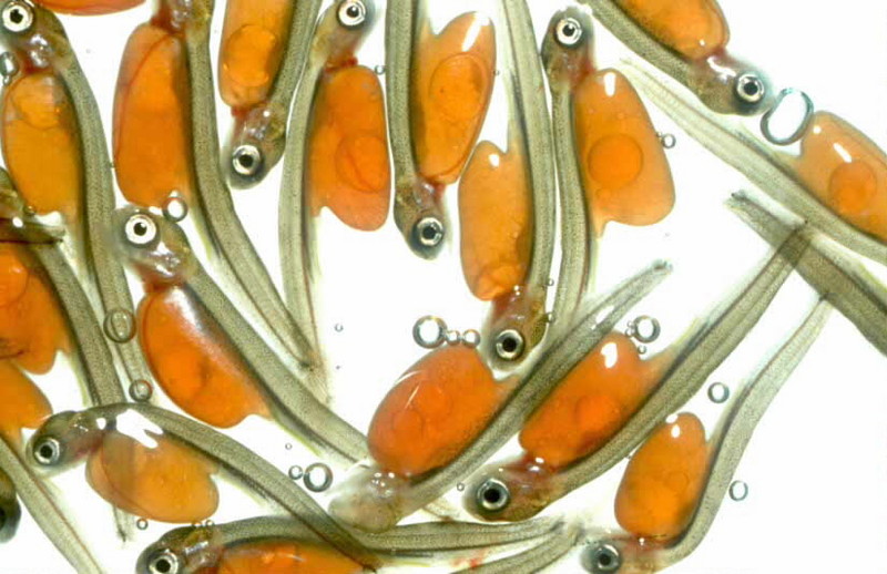 Salmon Alevins (Oncorhynchus sp.) {!--갓 부화한 연어 치어-->; DISPLAY FULL IMAGE.