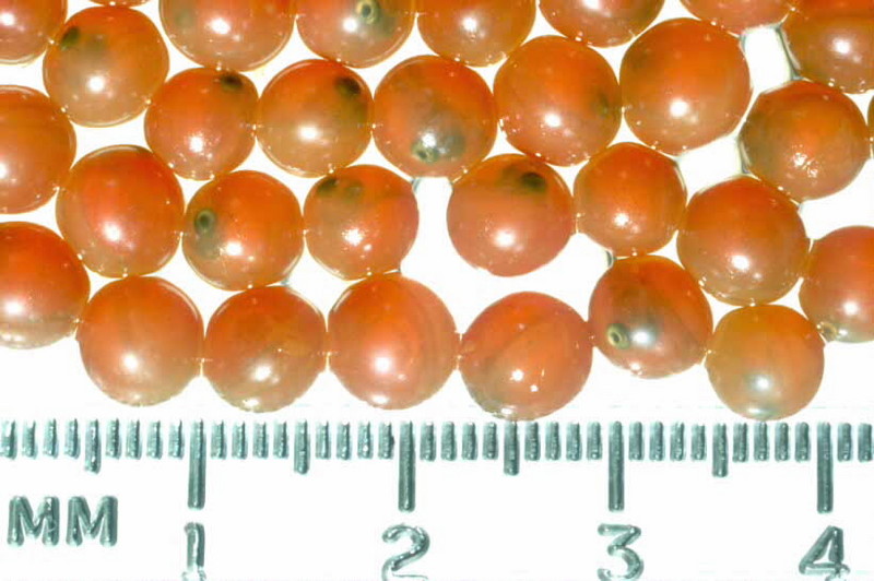 Salmon eggs (Oncorhynchus sp.) {!--연어알-->; DISPLAY FULL IMAGE.