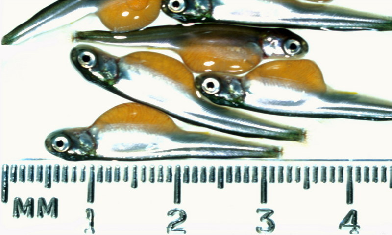 Salmon Alevins (Oncorhynchus sp.) {!--갓 부화한 연어 치어-->; DISPLAY FULL IMAGE.