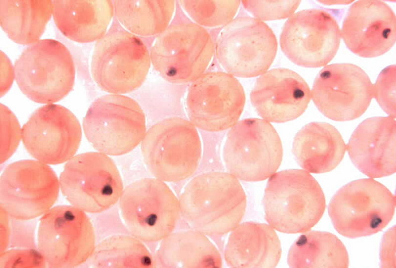 Salmon eggs (Oncorhynchus sp.) {!--연어알-->; DISPLAY FULL IMAGE.