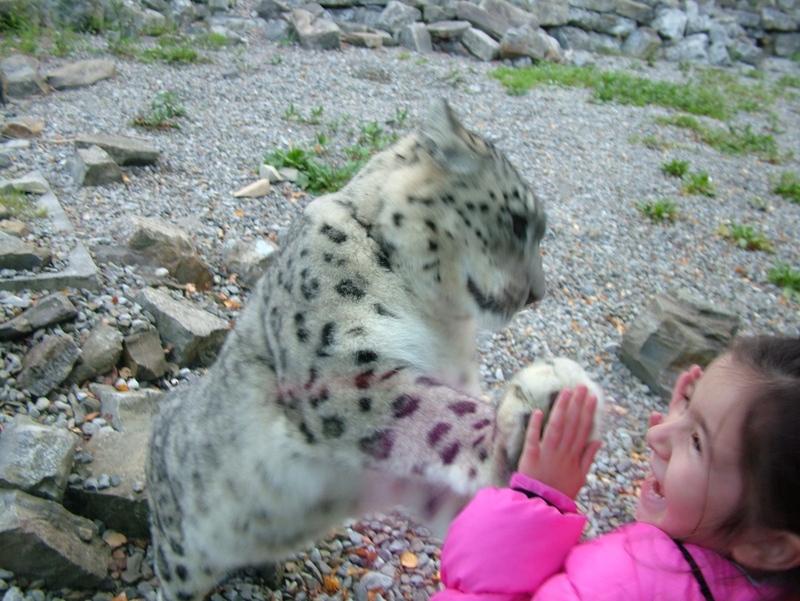 Lovely Snow Leopard; DISPLAY FULL IMAGE.