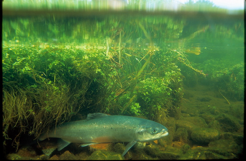 Atlantic Salmon (Salmo salar) {!--대서양연어-->; DISPLAY FULL IMAGE.