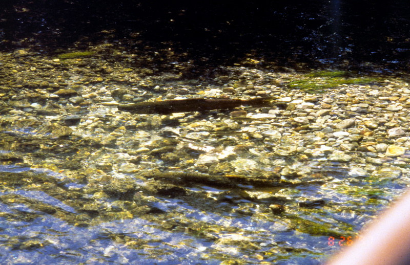 Chinook Salmon (Oncorhynchus tshawytscha) {!--왕연어-->; DISPLAY FULL IMAGE.