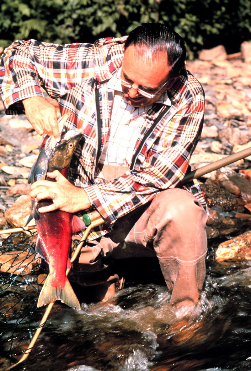 Sockeye Salmon (Oncorhynchus nerka) {!--홍연어-->; DISPLAY FULL IMAGE.