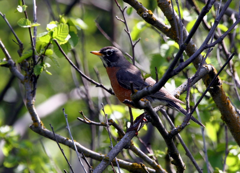 American Robin female (Turdus migratorius) {!--아메리카붉은가슴울새(미국)-->; DISPLAY FULL IMAGE.