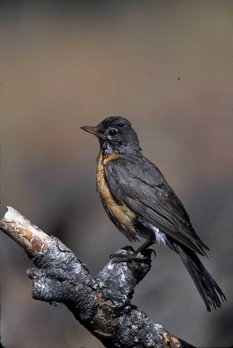 American Robin (Turdus migratorius) {!--아메리카붉은가슴울새(미국)-->; DISPLAY FULL IMAGE.