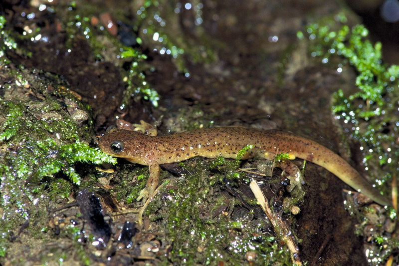 Olympic Torrent Salamander (Rhyacotriton olympicus) {!--올림픽도롱뇽(북미)-->; DISPLAY FULL IMAGE.