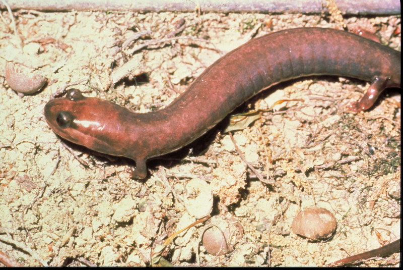 Red Hills Salamander (Phaeognathus hubrichti) {!--레드힐즈도롱뇽(미국 알라바마 레드힐즈)-->; DISPLAY FULL IMAGE.