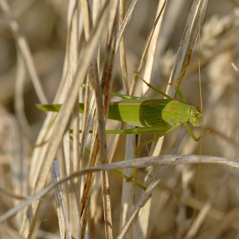 Phaneroptera falcata; DISPLAY FULL IMAGE.