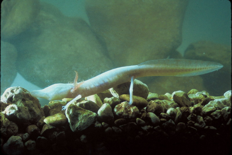 Texas Blind Salamander (Eurycea rathbuni) {!--텍사스장님도롱뇽-->; DISPLAY FULL IMAGE.