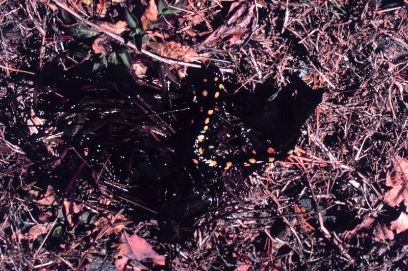 Spotted Salamander (Ambystoma maculatum) {!--점박이도롱뇽-->; DISPLAY FULL IMAGE.
