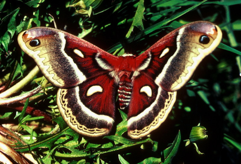 Cecropia Moth (Hyalophora cecropia) {!--세크로피아누에나방(북미)-->; DISPLAY FULL IMAGE.