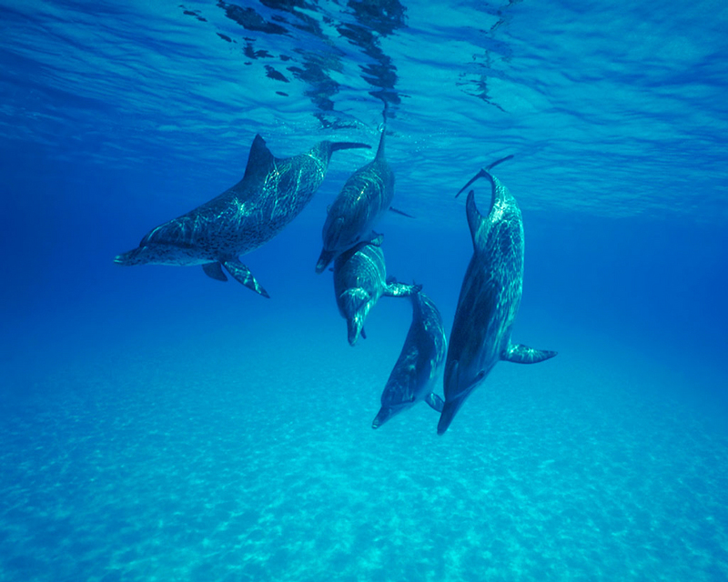 [NG] Nature - Atlantic Spotted Dolphins; DISPLAY FULL IMAGE.