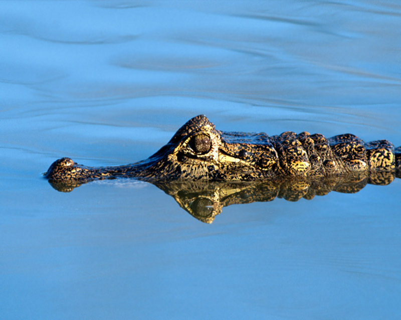 [NG] Nature - Black Caiman; DISPLAY FULL IMAGE.