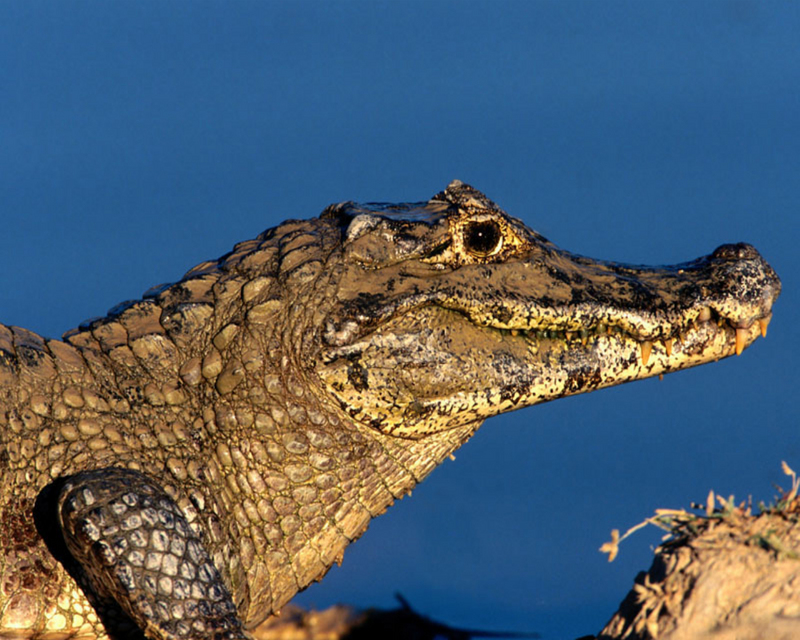 [NG] Nature - Black Caiman; DISPLAY FULL IMAGE.