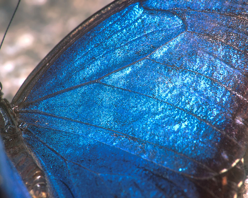 [NG] Nature - Blue Morpho; DISPLAY FULL IMAGE.