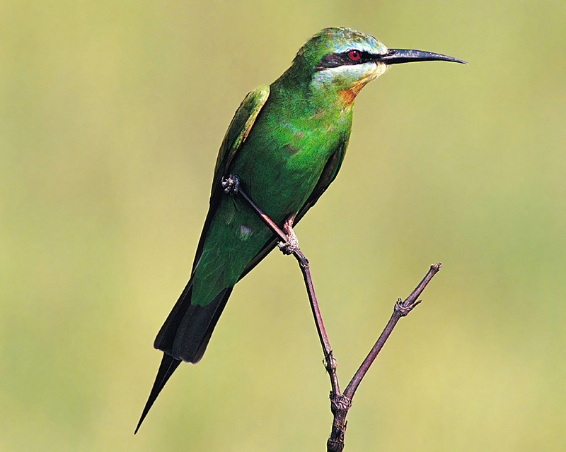 [NG] Nature - Blue-Cheeked Bee-Eater; DISPLAY FULL IMAGE.
