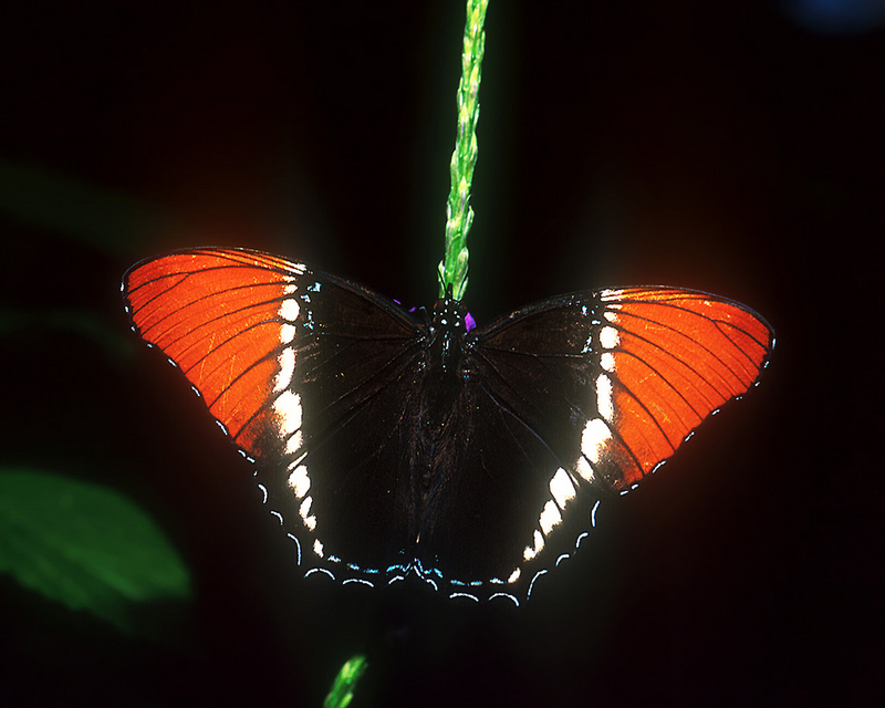 [NG] Nature - Brown Siproeta; DISPLAY FULL IMAGE.