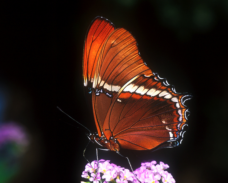 [NG] Nature - Brown Siproeta and Flowers; DISPLAY FULL IMAGE.