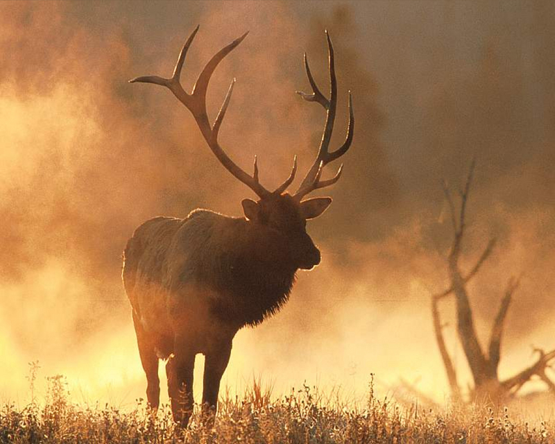 [NG] Nature - Elk; DISPLAY FULL IMAGE.