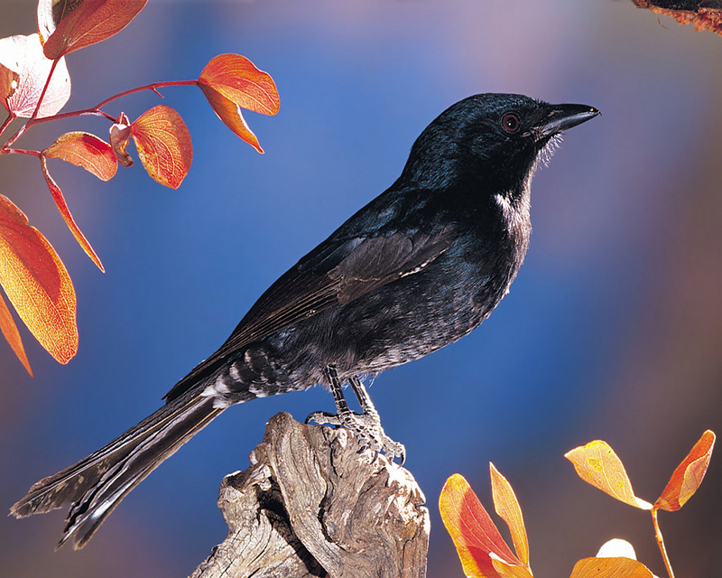 [NG] Nature - Fork-Tailed Drongo; DISPLAY FULL IMAGE.
