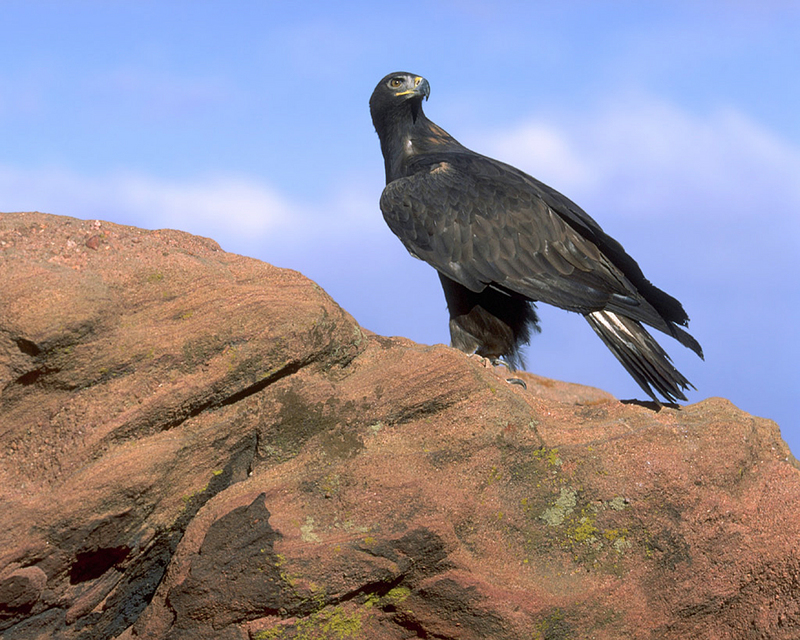 [NG] Nature - Golden Eagle on a Rock; DISPLAY FULL IMAGE.