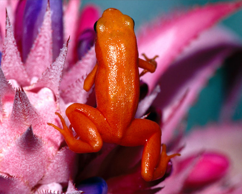 [NG] Nature - Golden Mantella Frog; DISPLAY FULL IMAGE.