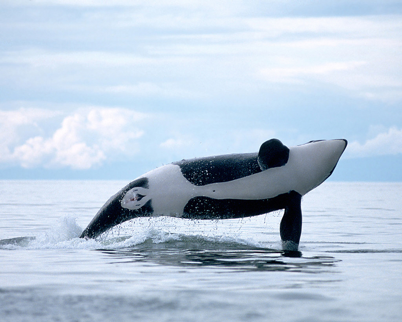 [NG] Nature - Orca; DISPLAY FULL IMAGE.