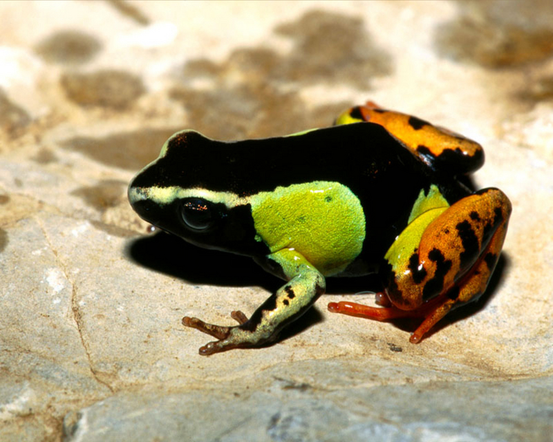 [NG] Nature - Painted Mantella Frog; DISPLAY FULL IMAGE.