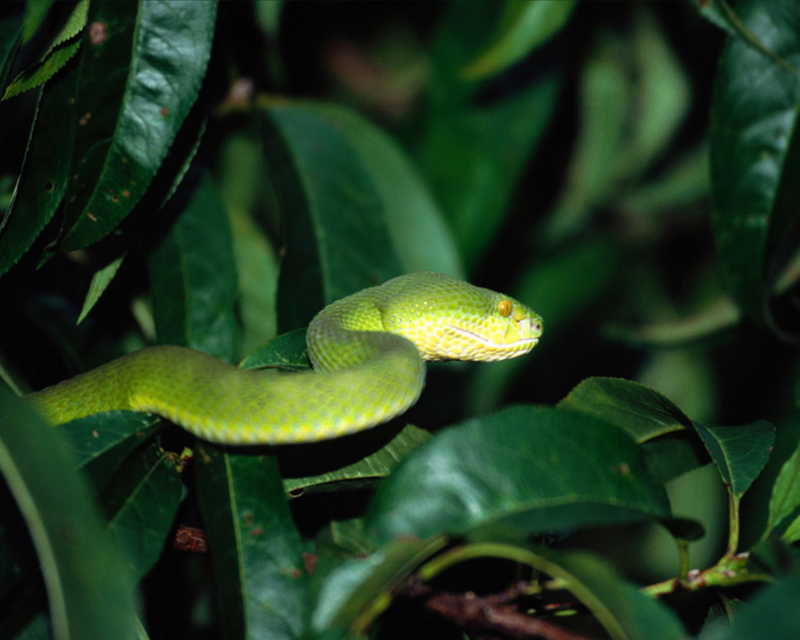 [NG] Nature - Pope's Viper; DISPLAY FULL IMAGE.