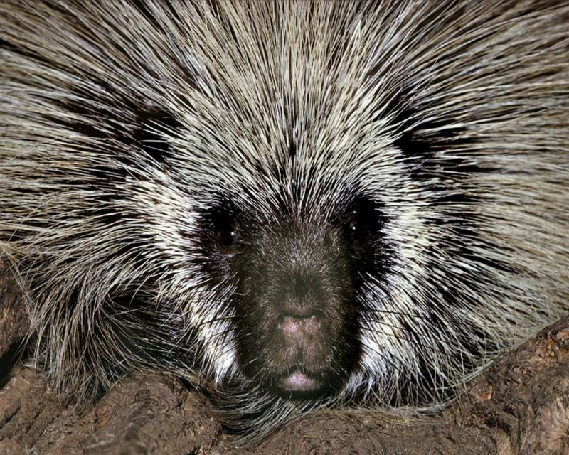 [NG] Nature - Porcupine; DISPLAY FULL IMAGE.