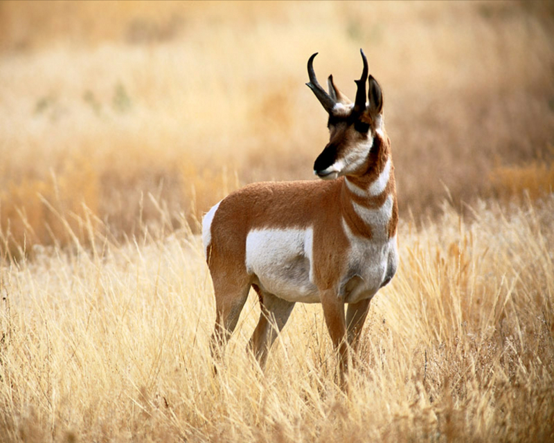 [NG] Nature - Pronghorn; DISPLAY FULL IMAGE.