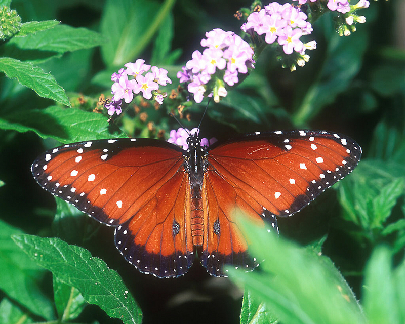 [NG] Nature - Queen Butterfly; DISPLAY FULL IMAGE.