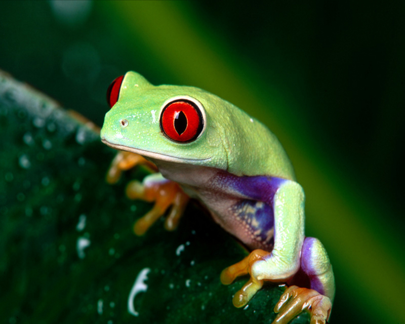 [NG] Nature - Red-Eyed Tree Frog; DISPLAY FULL IMAGE.