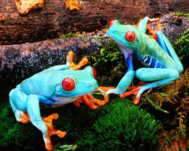 [NG] Nature - Red-Eyed Tree Frog; DISPLAY FULL IMAGE.