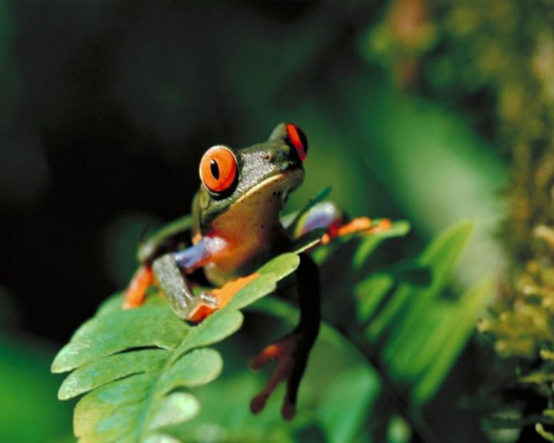 [NG] Nature - Red-Eyed Tree Frog; DISPLAY FULL IMAGE.