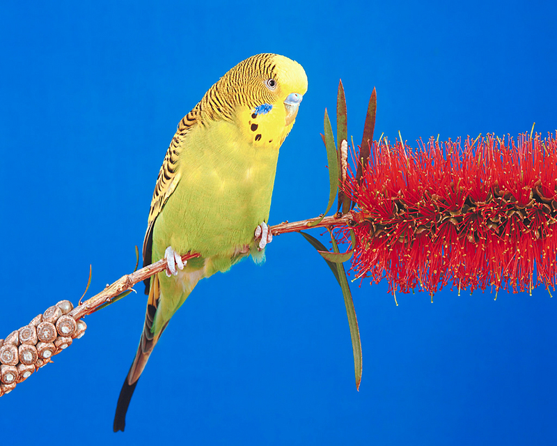 [NG] Nature - Regent power Bird; DISPLAY FULL IMAGE.
