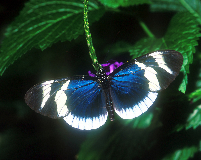 [NG] Nature - Sara Longwing; DISPLAY FULL IMAGE.